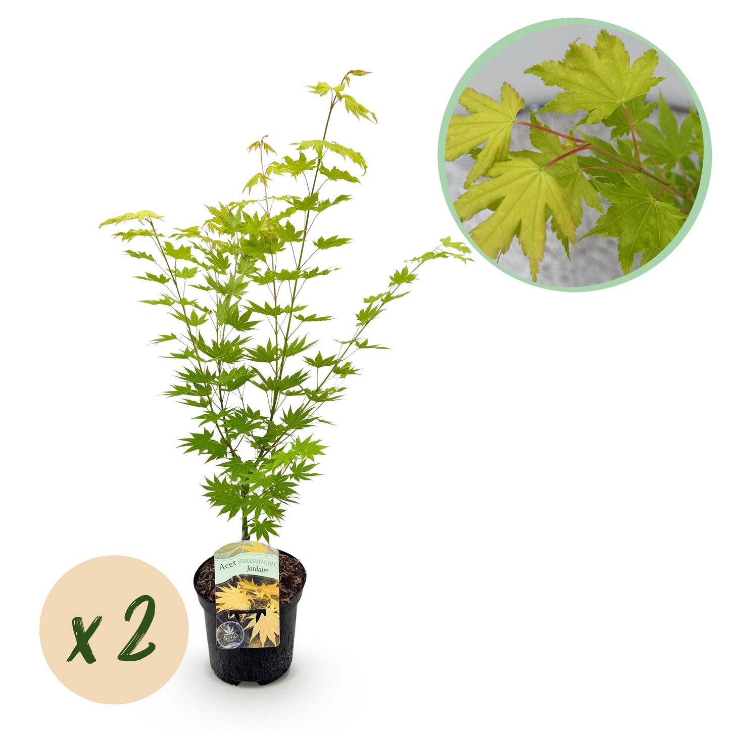 GreenboutiQ - Balkonpflanze - Japanischer Ahorn - Acer palmatum Jordan - Gelb - 2 Pflanzen - Laubabwerfend - Topf 19cm Höhe 70cm
