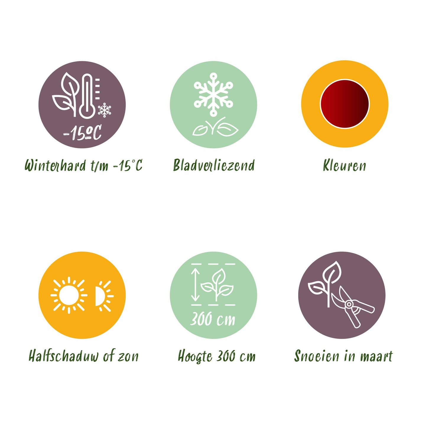 GreenboutiQ - Balkonpflanze - Japanischer Ahorn - Acer palmatum Jerre Swarts - Dunkelrot - 1 Pflanze - Laubabwerfend - Topf 19cm Höhe 70cm