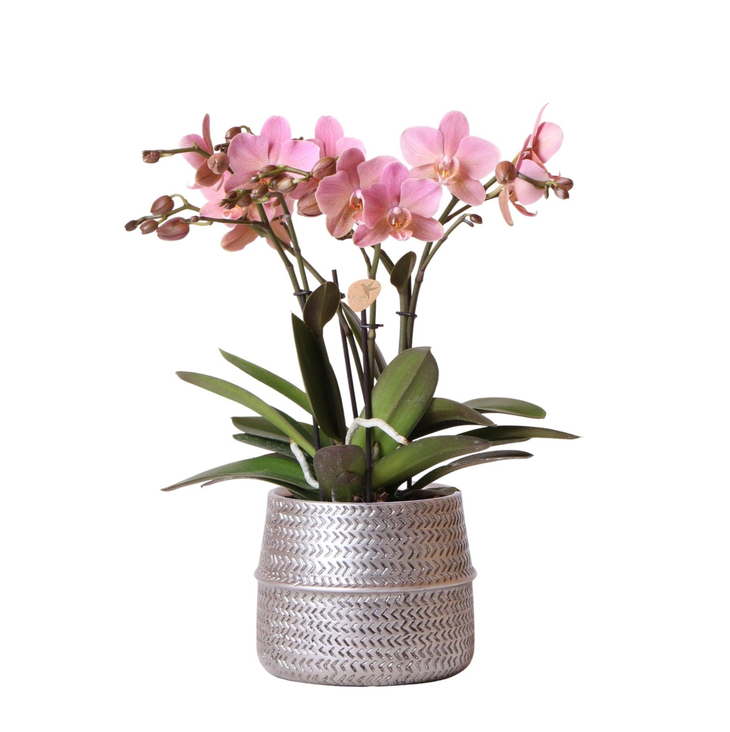 Kolibri Orchids | Rosa Phalaenopsis-Orchidee - Treviso im Groove-Topf silber - Topfgröße Ø12cm - 35cm hoch | blühende Zimmerpflanze im Blumentopf - frisch vom Züchter