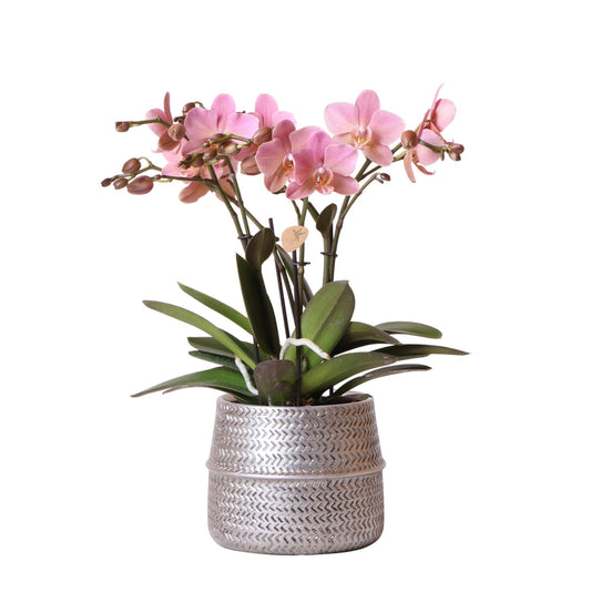 Kolibri Orchids | Rosa Phalaenopsis-Orchidee - Treviso im Groove-Topf silber - Topfgröße Ø12cm - 35cm hoch | blühende Zimmerpflanze im Blumentopf - frisch vom Züchter