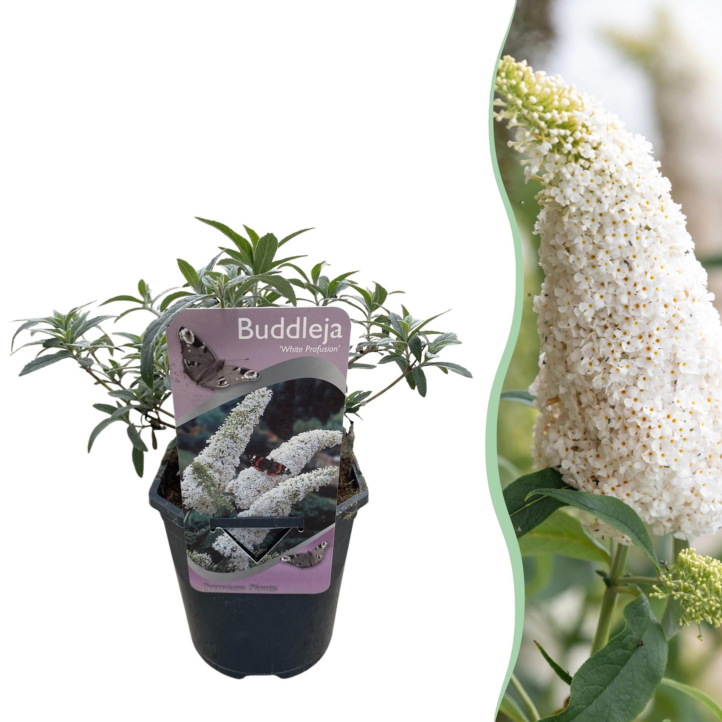 GreenboutiQ - Schmetterlingsstrauch - Buddleja davidii White Profusion - Blüte Weiß - 1 Pflanze - Laubabwerfend - Schmetterlingsanziehend - Topf 17cm Höhe 25cm