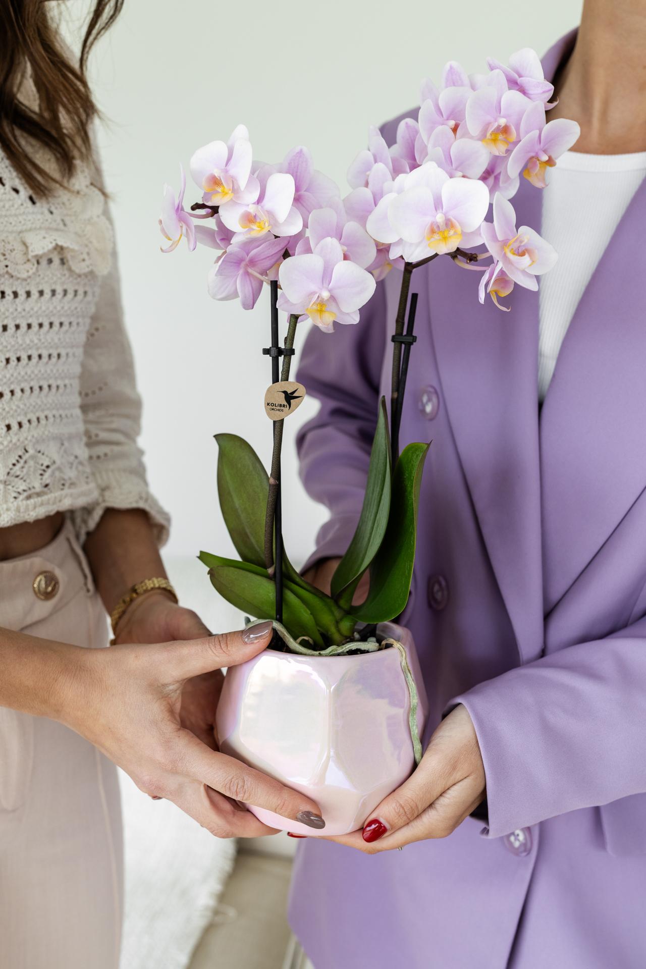 Kolibri Orchids | Rosa Phalaenopsis Orchidee - Andorra - Topfgröße Ø9cm | blühende Zimmerpflanze - frisch vom Züchter