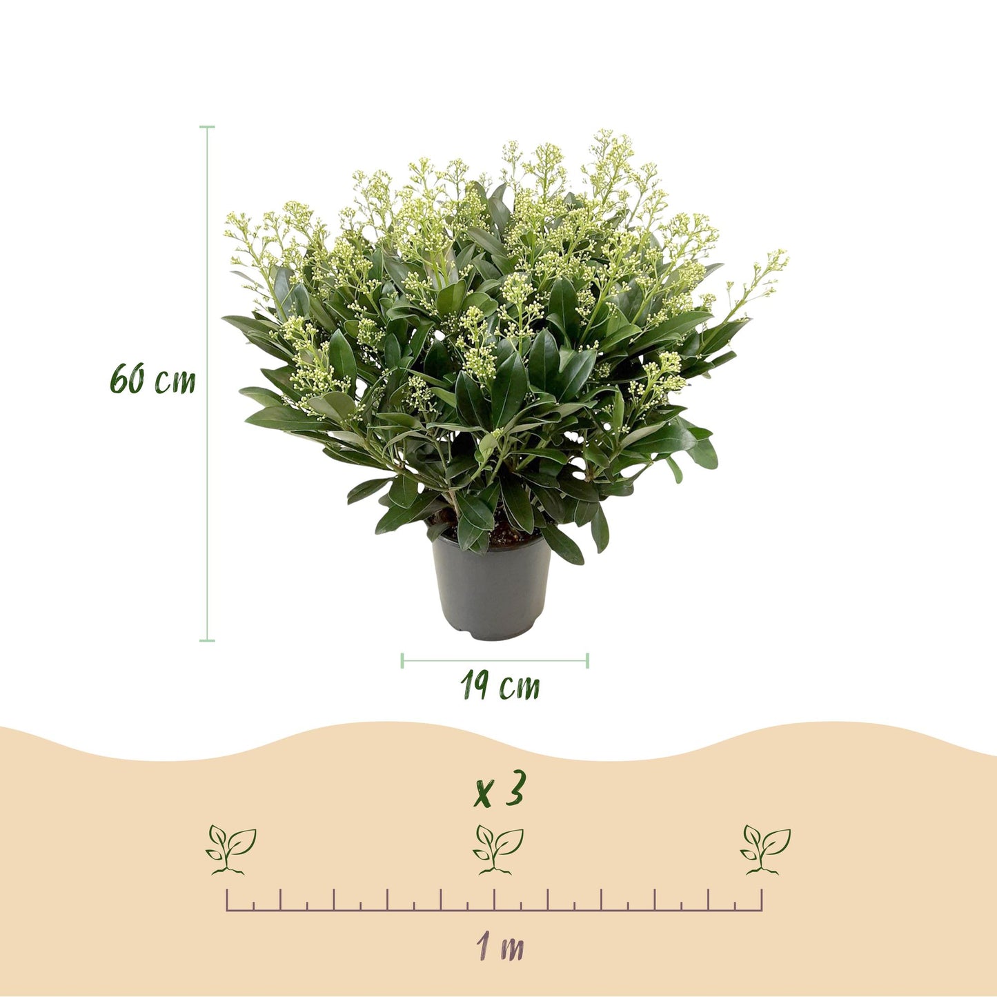 GreenboutiQ - Terrassenpflanze - Skimmia japonica Finchy - Blüte Weiß - 40+ Blumen - 2 Pflanzen - Winterhart - Topf 19cm Höhe 60cm