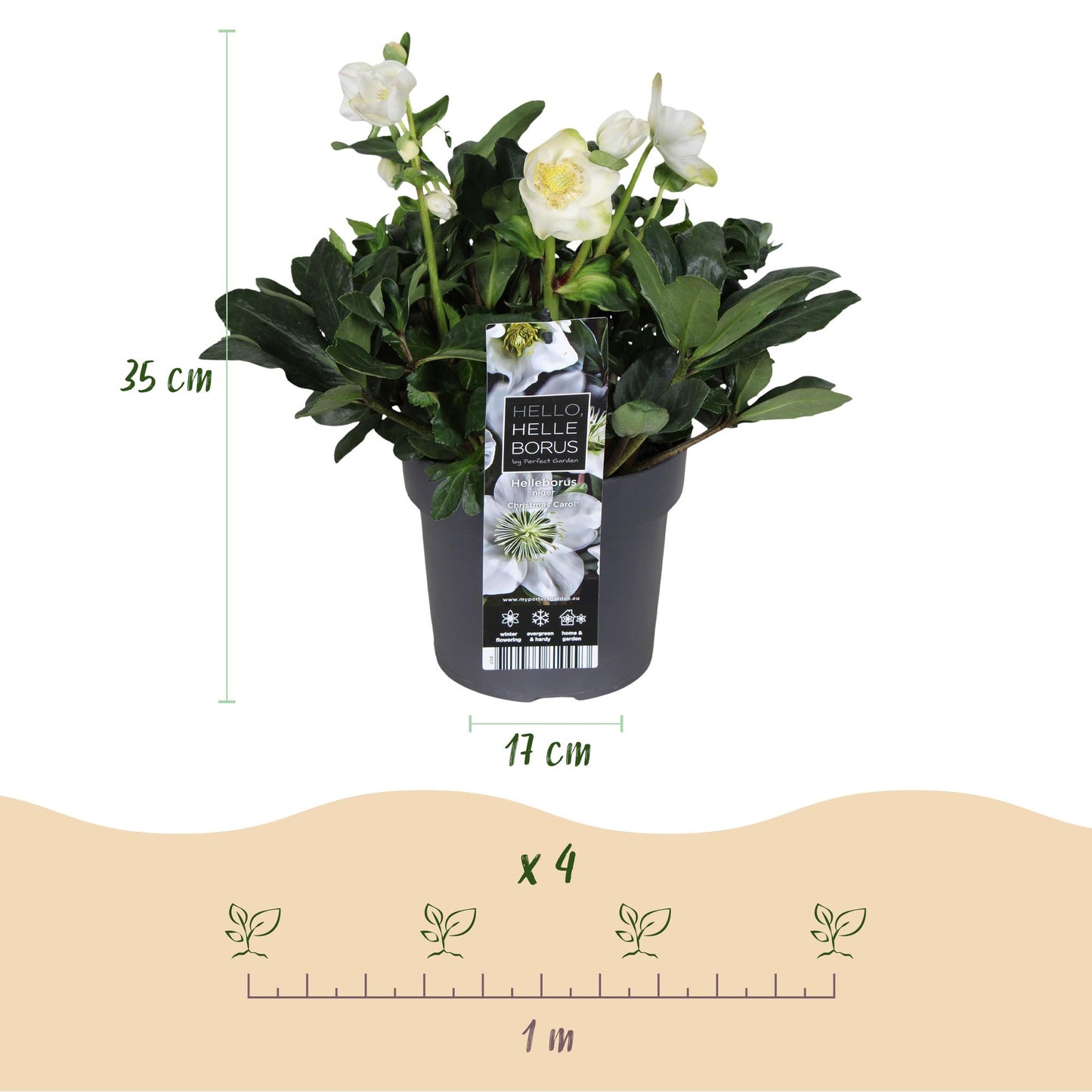 GreenboutiQ - Gartenpflanze - Weihnachtsrose - Helleborus Christmas Carol - Weiße Blüte - 2 Pflanzen - Immergrün - Topf 17cm Höhe 35cm