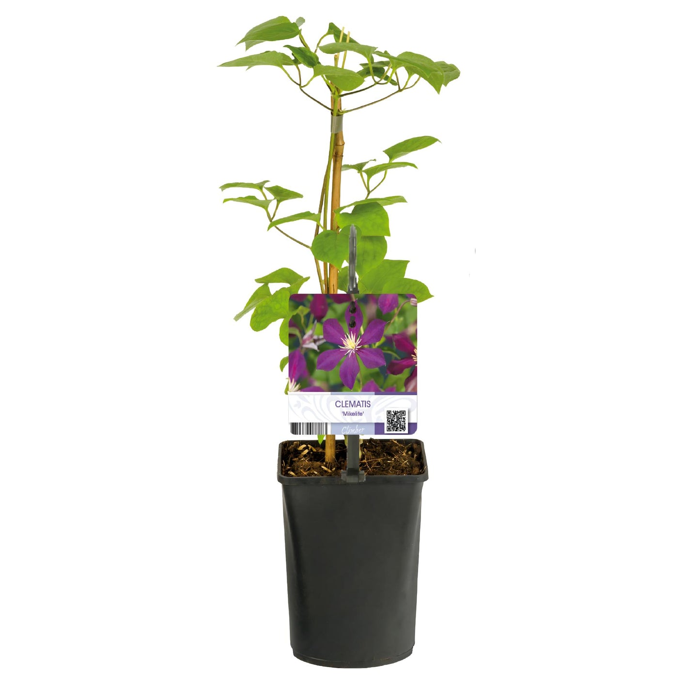 GreenboutiQ - Kletterpflanze - Clematis Mikelite - Blüte Lila - Wenig Pflege - 2 Pflanzen - Topf 11cm Höhe 40cm