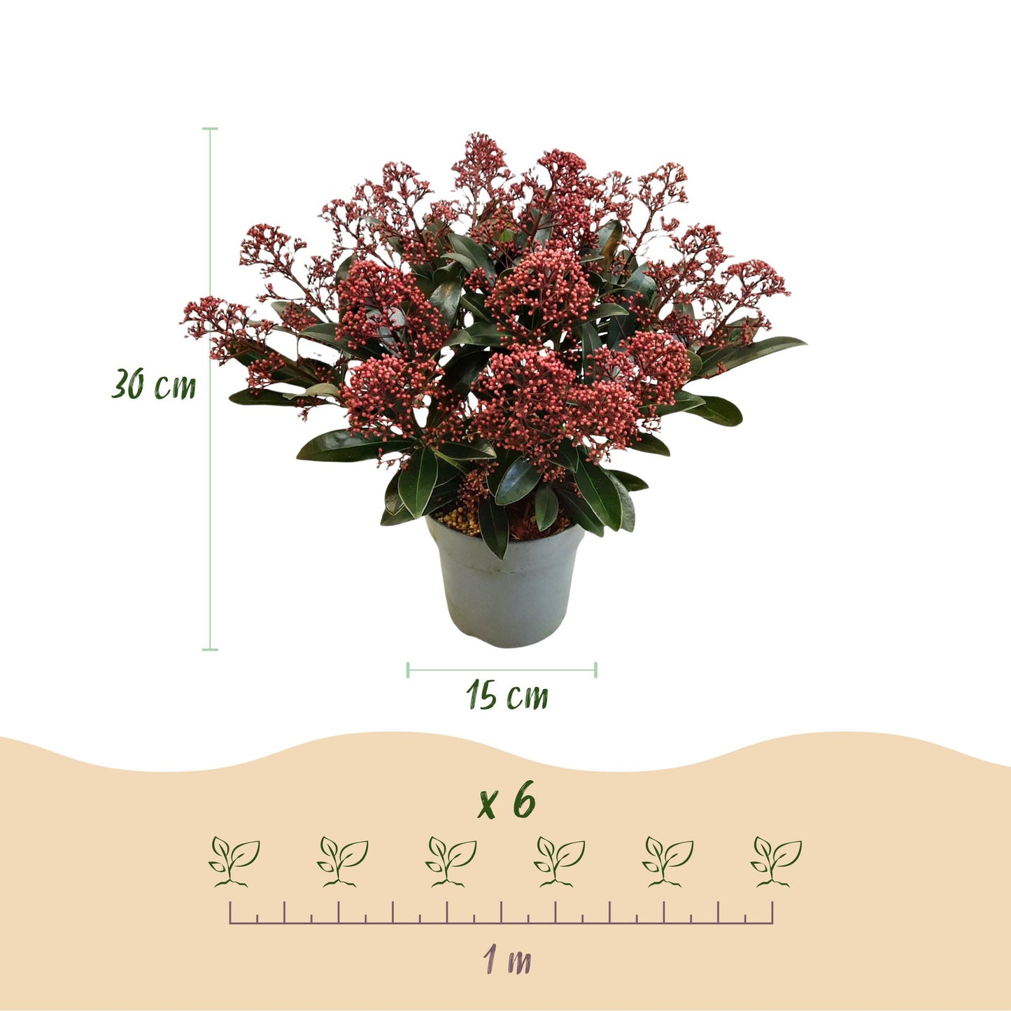 GreenboutiQ - Terrassenpflanze - Skimmia japonica Rubella - Boem Rot - 15+ Blüten - 3 Pflanzen - Winterhart - Topf 15cm Höhe 30cm