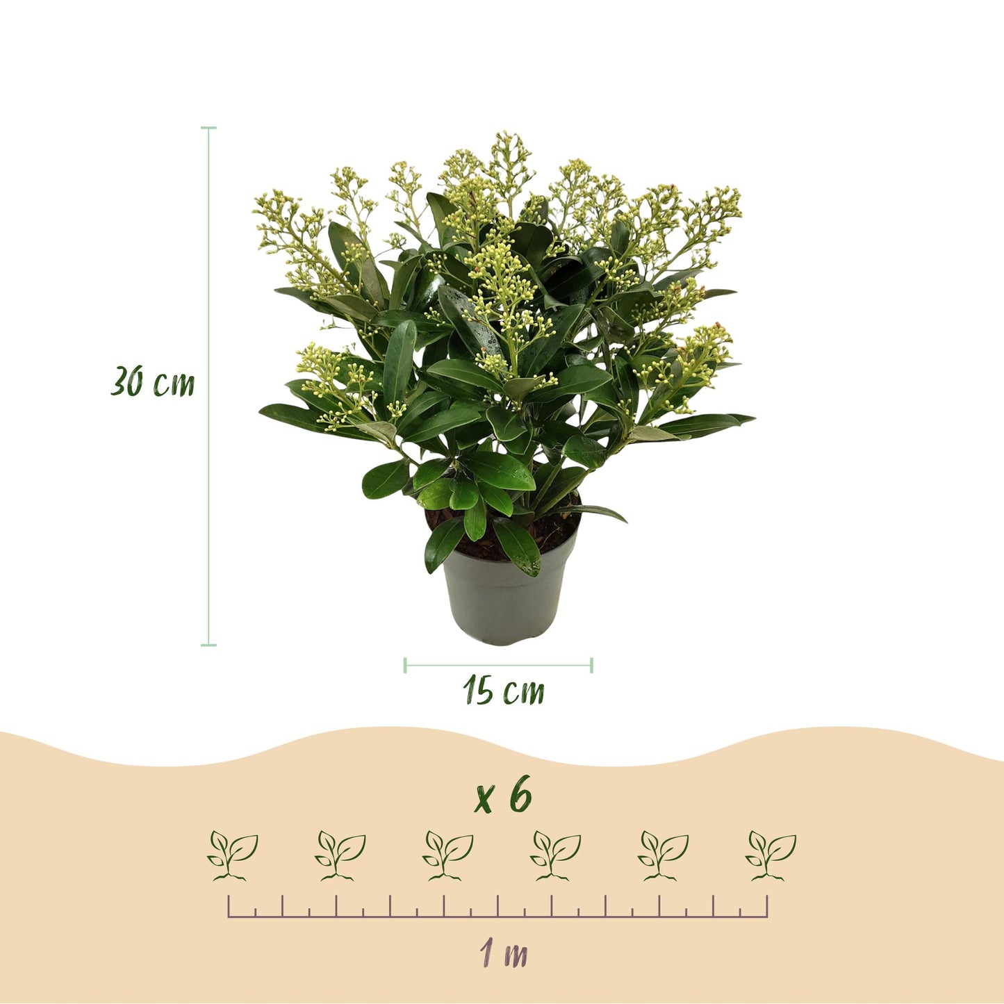 GreenboutiQ - Terrassenpflanze - Skimmia japonica Finchy - Blüte Weiß - 15+ Blüten - 2 Pflanzen - Winterhart - Topf 15cm Höhe 30cm