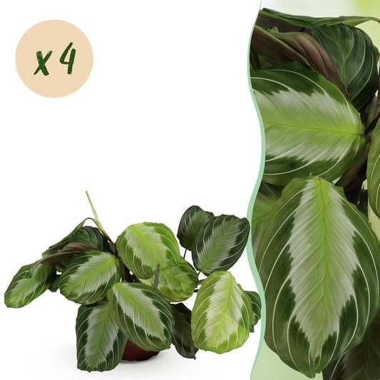 Green boutiQ - Zimmerpflanze - Maranta Fascinator Silverband - Gebetspflanze - Haustierfreundlich - Grün - 4 Pflanzen - Topf 12cm - Höhe 30-35cm