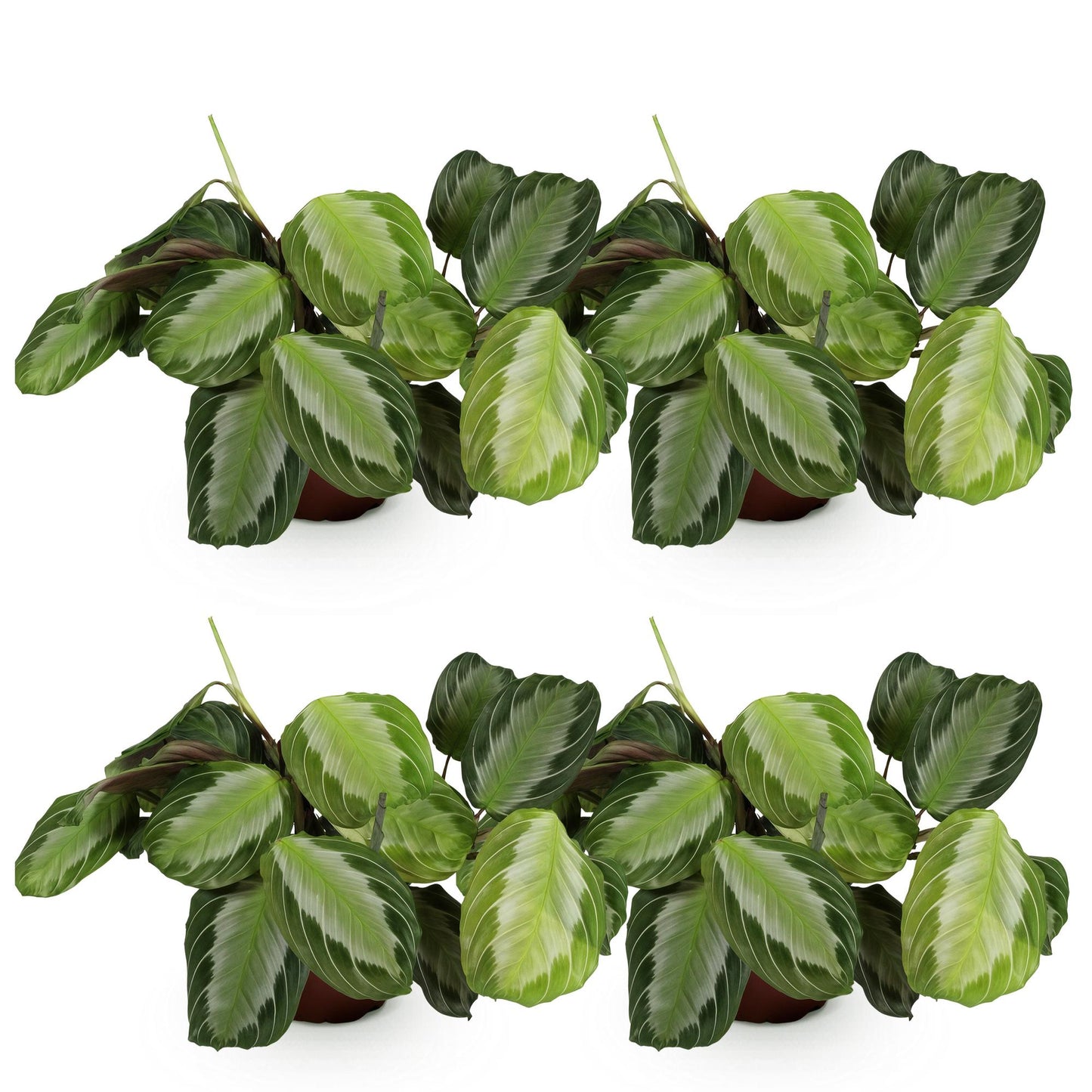 Green boutiQ - Zimmerpflanze - Maranta Fascinator Silverband - Gebetspflanze - Haustierfreundlich - Grün - 4 Pflanzen - Topf 12cm - Höhe 30-35cm