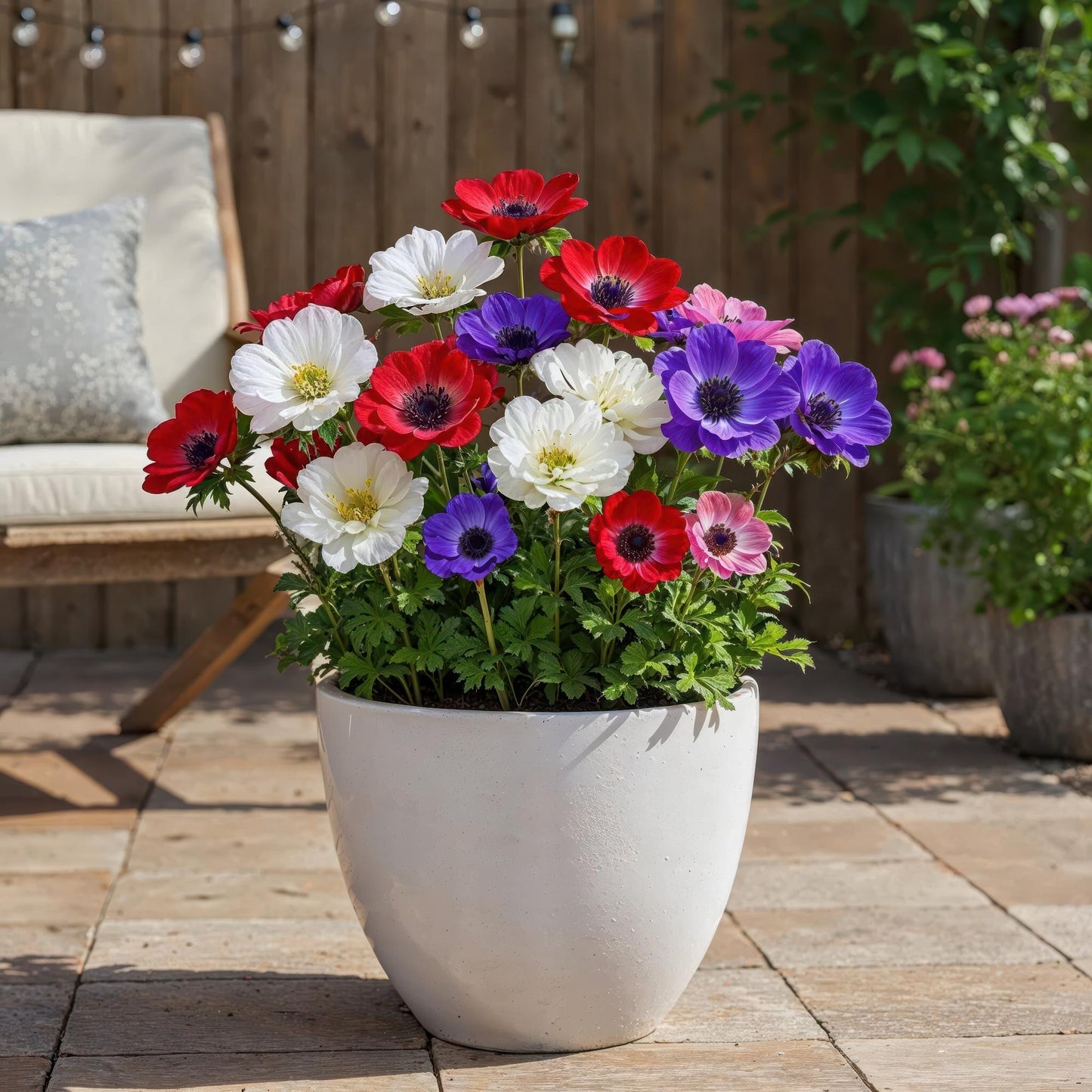 GreenboutiQ - Blumenzwiebeln - Anemone de Caen Mix - Verschiedene Farben - 30 Stück - Zwiebelgröße 5/6 - XXL Pack