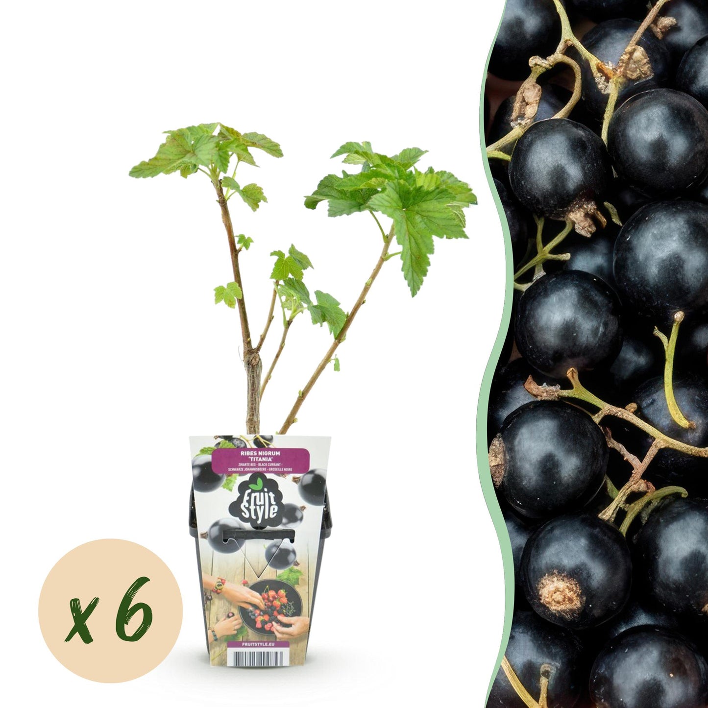 GreenboutiQ - Obstpflanzen - Schwarze Johannisbeere - Ribes nigrum Titania - Winterhart - 6 Pflanzen - Topf 9 cm - Schwarze Johannisbeere