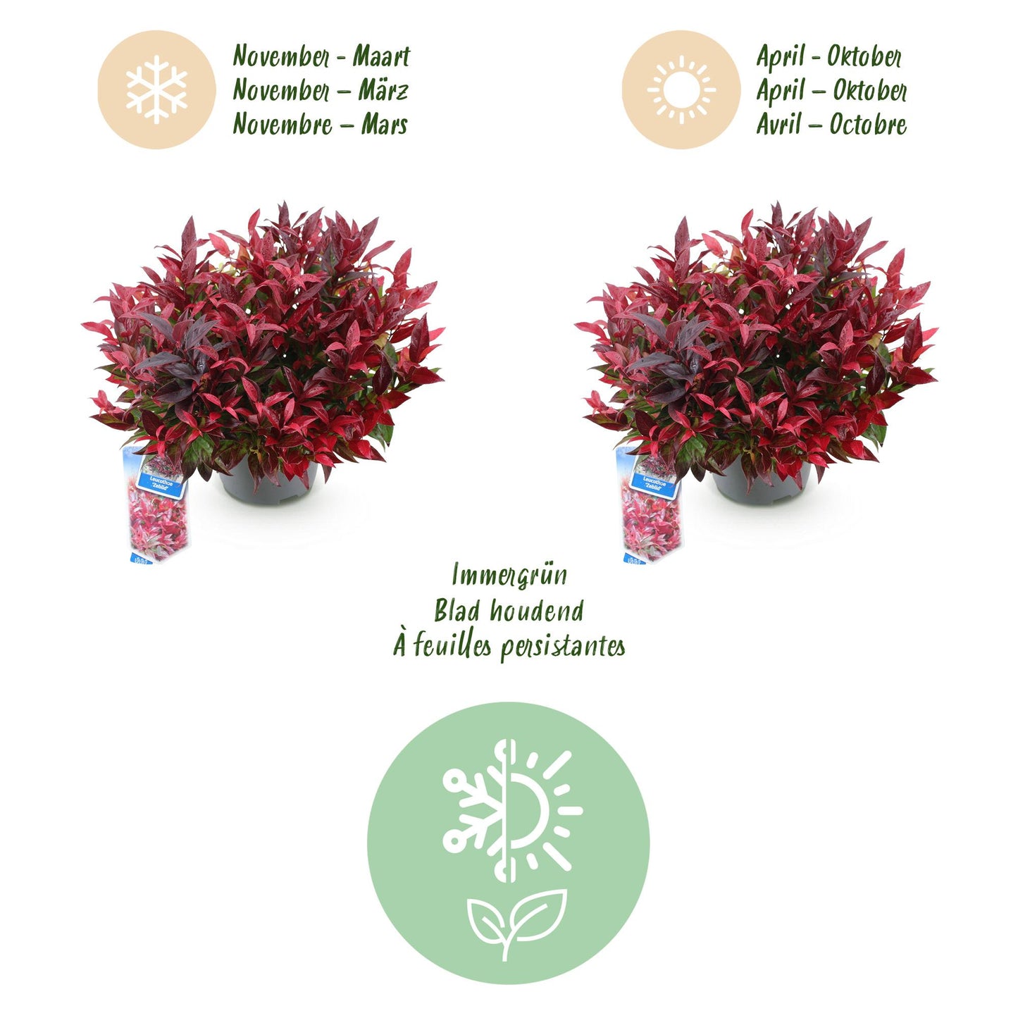 GreenboutiQ - Gartenpflanze - Leucothoe Zeblid - Rot - 2 Pflanzen - Immergrün - Wenig Pflege - Topf 17cm Höhe 45cm