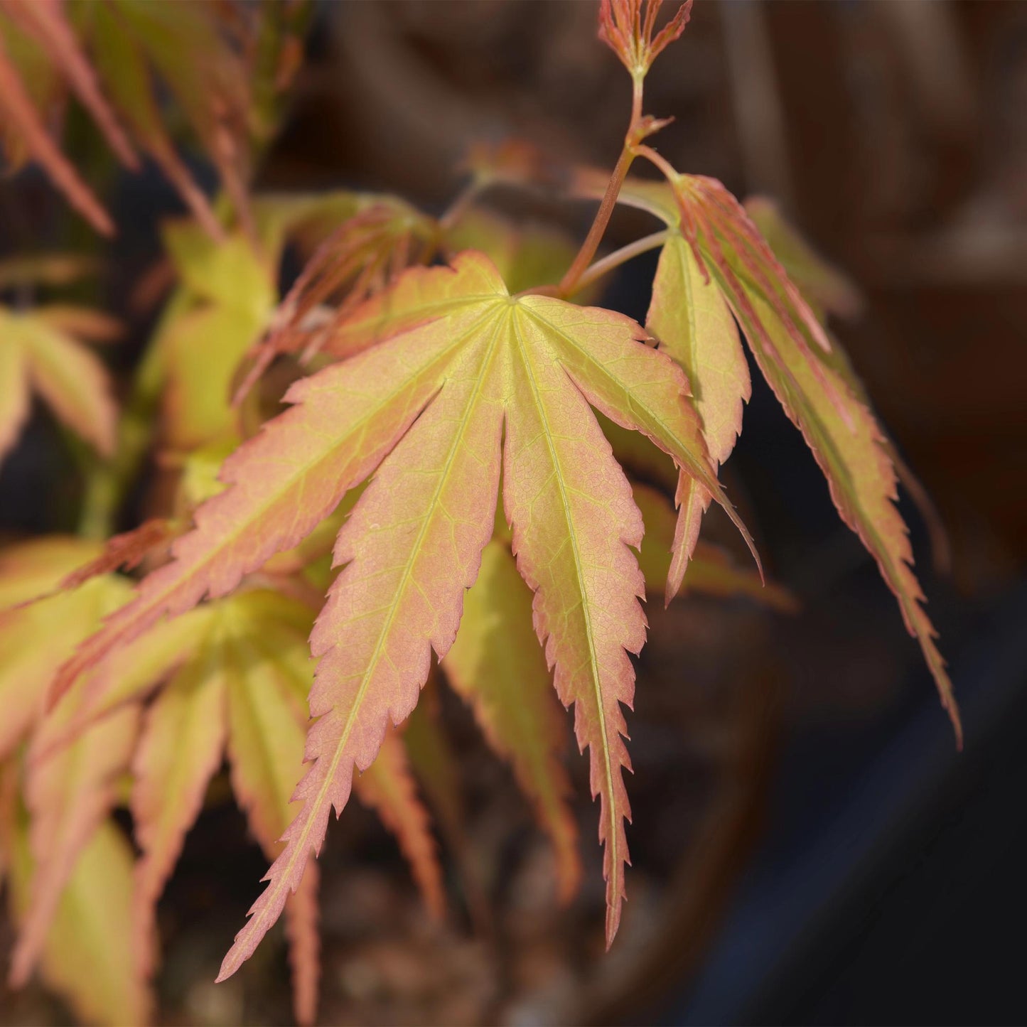 GreenboutiQ - Balkonpflanze - Japanischer Ahorn - Acer palmatum Katsura - Orange - 2 Pflanzen - Laubabwerfend - Topf 19cm Höhe 70cm
