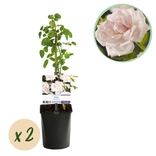 GreenboutiQ - Kletterrose - Rosa New Dawn - Blüte Hellrosa - Wenig Pflege - 2 Pflanzen - Topf 11cm Höhe 40cm