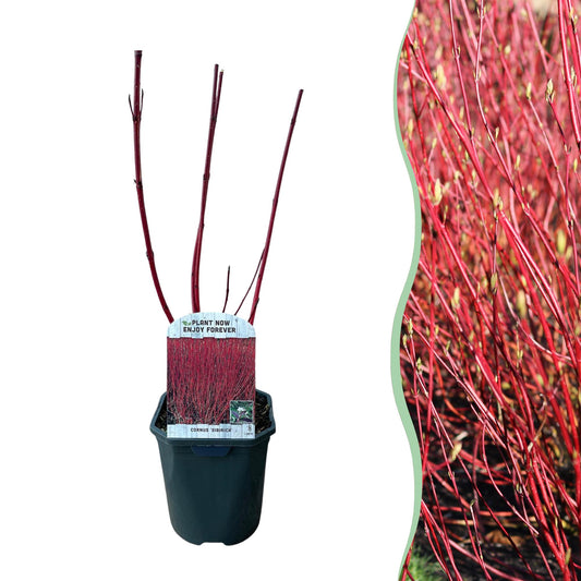 GreenboutiQ - Sträucher - Cornus sibirica - Rote Zweige - 1 Pflanze - Laubabwerfend - Wenig Pflege - Topf 17cm Höhe 45cm