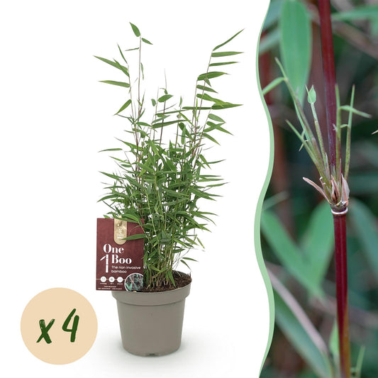 GreenboutiQ - Bambus - Fargesia Red Dragon - Grün - 4 Pflanzen - Immergrün - Nicht Ausbreitend - Topf 14cm Höhe 35cm