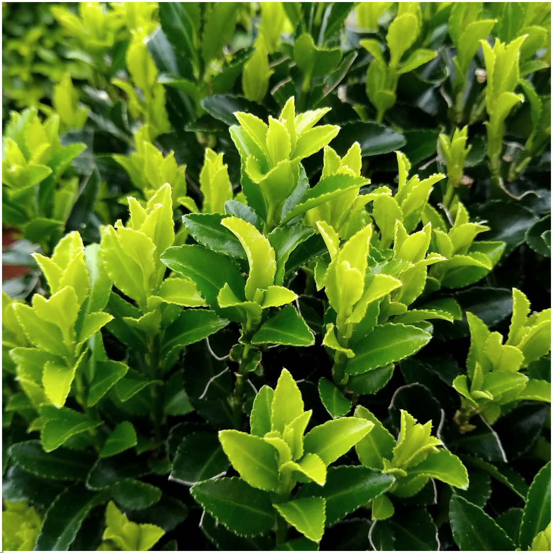 2 x 6 pack Euonymus 'Green Spire' - Ø 7 cm - ↨ 15 cm