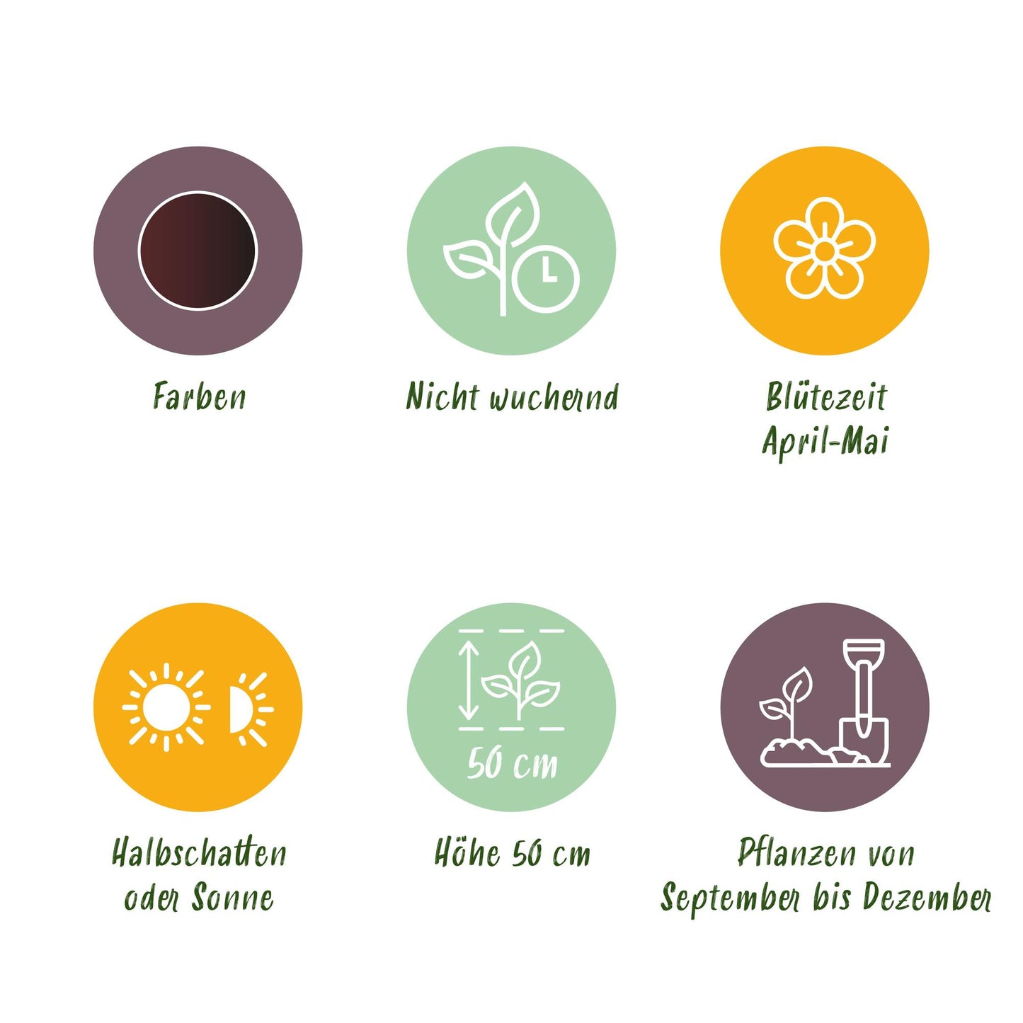 GreenboutiQ - Blumenzwiebeln - Tulpe Triumph Black - Farbe Dunkel Lila - 12 Stück - Zwiebelgröße 11/12 - XXL Pack