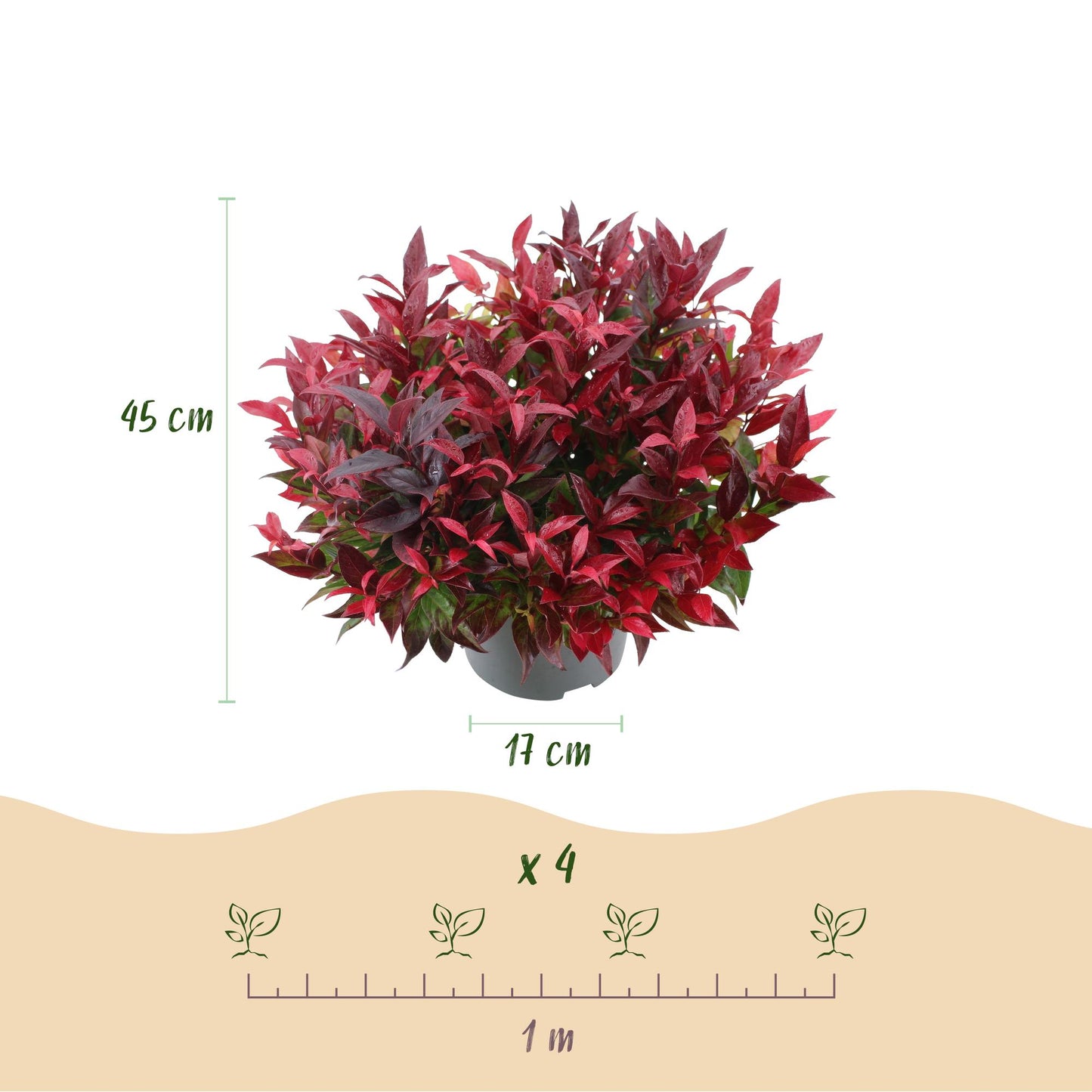GreenboutiQ - Gartenpflanze - Leucothoe Zeblid - Rot - 2 Pflanzen - Immergrün - Wenig Pflege - Topf 17cm Höhe 45cm