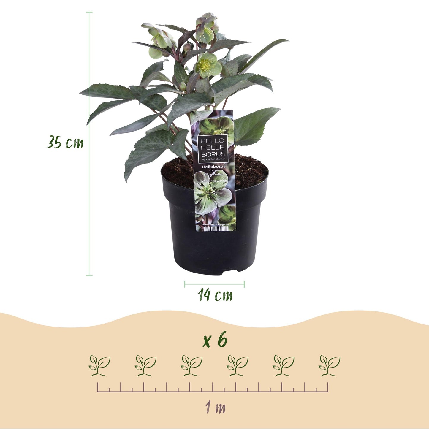 GreenboutiQ - Gartenpflanze - Lenten Rose - Helleborus sternii Silver Dollar - Grüne Blüte - 2 Pflanzen - Immergrün - Topf 14cm Höhe 35cm