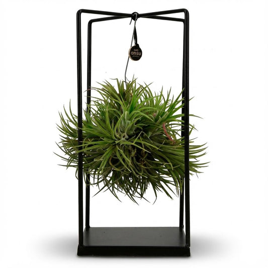 Tillandsia Luftpflanze im Dekor - Ø 14 cm - Höhe: 37 cm