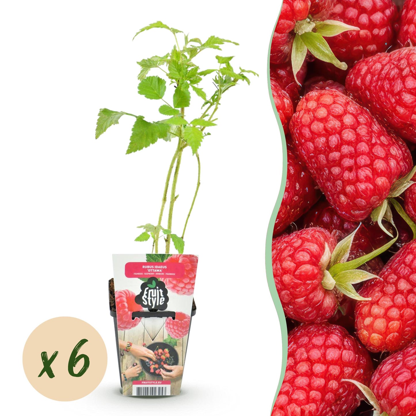 GreenboutiQ - Obstpflanzen - Himbeere - Rubus idaeus Heritage - Winterhart - 6 Pflanzen - Topf 9 cm - Rote Himbeere