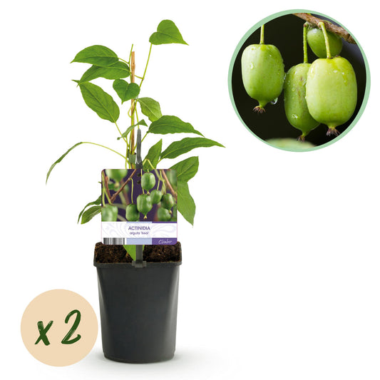 GreenboutiQ - Obstpflanze - Kiwi - Actinidia arguta Issai - Grüne Frucht - 2 Pflanzen - Topf 11cm Höhe 40cm