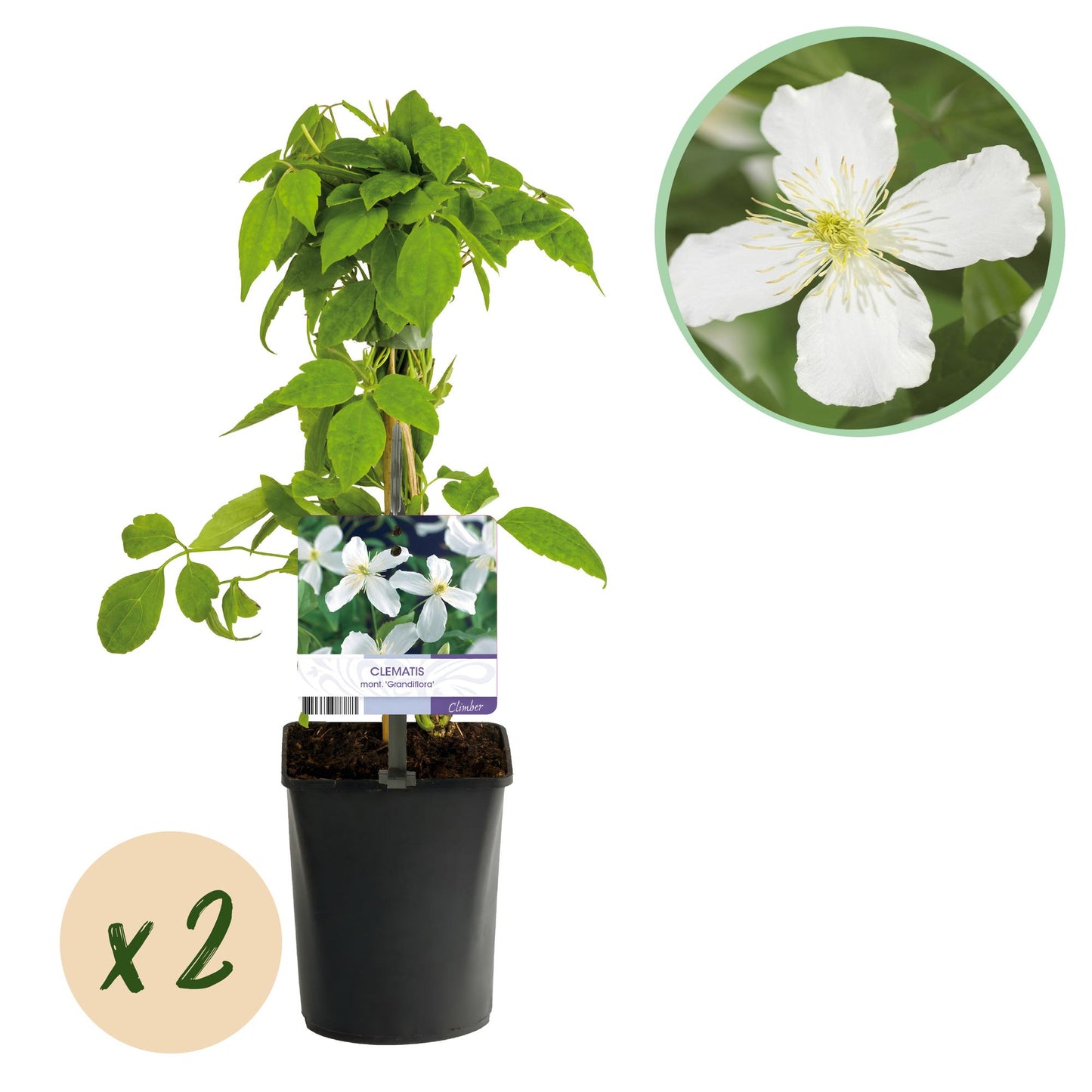 GreenboutiQ - Kletterpflanze - Clematis montana Grandiflora - Blüte Weiß - Frühblühend - Pflegeleicht - 2 Pflanzen - Topf 11cm Höhe 40cm