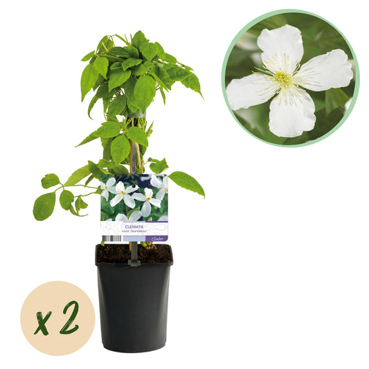 GreenboutiQ - Kletterpflanze - Clematis montana Grandiflora - Blüte Weiß - Frühblühend - Pflegeleicht - 2 Pflanzen - Topf 11cm Höhe 40cm
