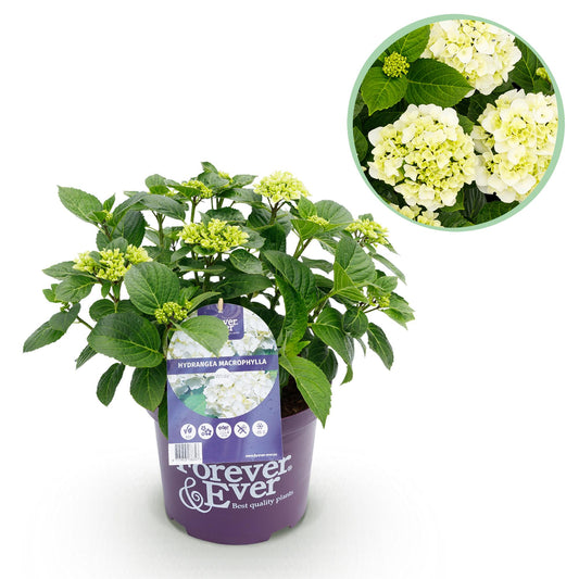 Green boutiQ - Balkonpflanze - Hortensie - Hydrangea Forever & Ever - Weiß - 7-12 Blüten - Topf 23cm Höhe 55cm