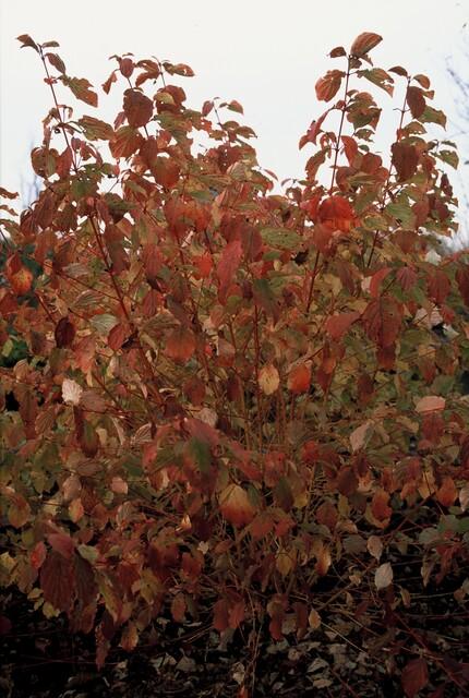 48x Cornus sang. 'Anny's Winter Orange' - ↕10-25cm - Ø9cm
