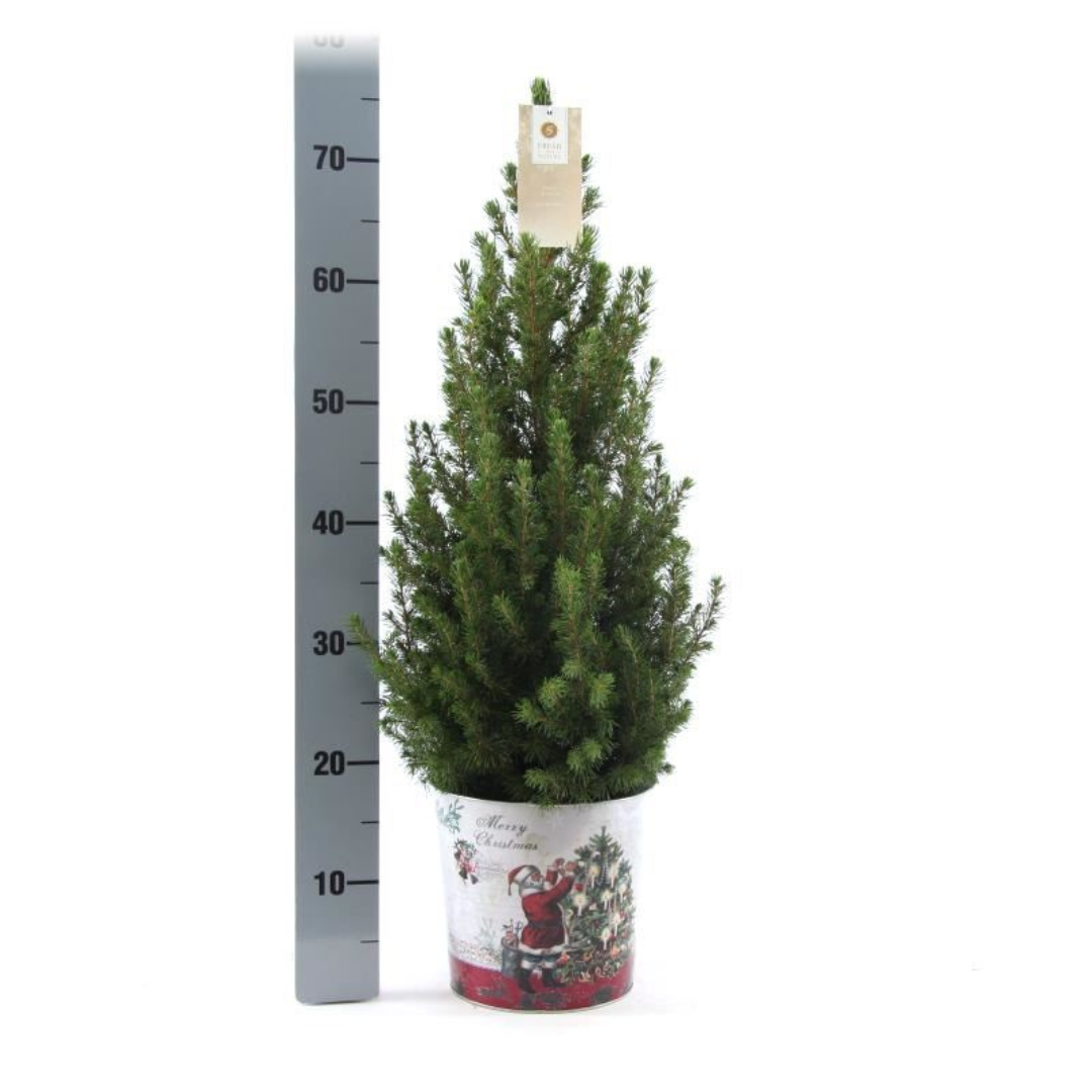 Kleine Weihnachtsbaum in Weihnachten Topf - 70 cm - Picae Glauca Conica - Standalone