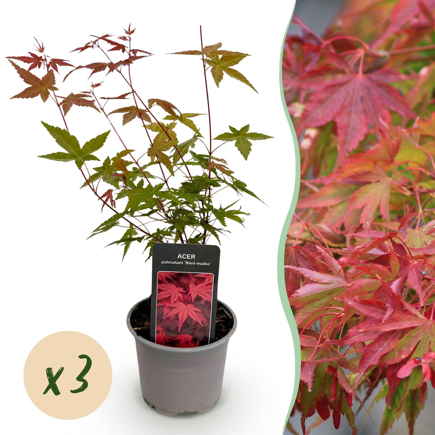 GreenboutiQ - Gartenpflanze - Acer palmatum Beni-maiko - Rot - 3 Pflanzen - Laubabwerfend - Wenig Pflege - Topf 12cm Höhe 35cm