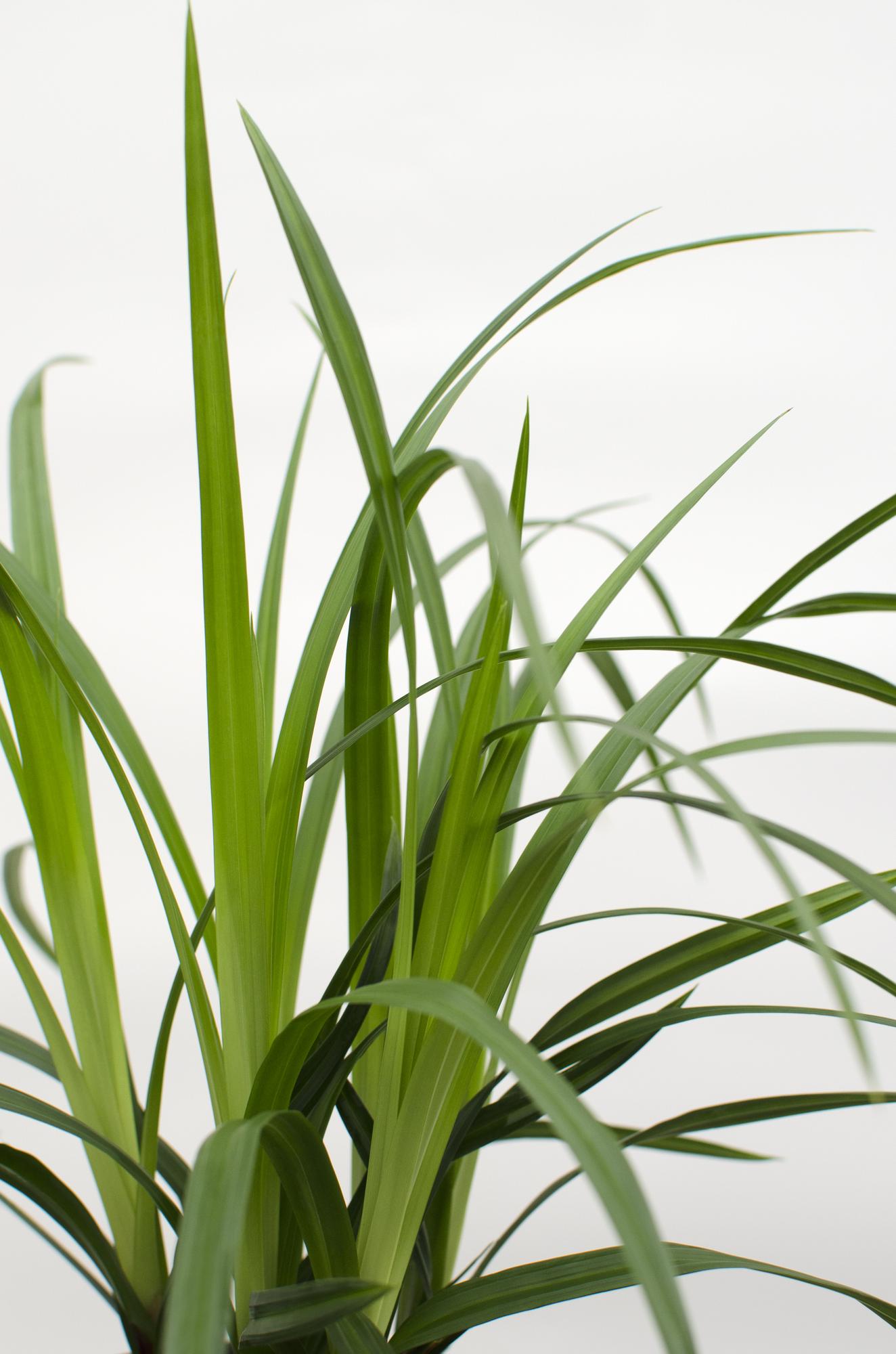 3x - Carex morrowii 'Irish Green' - ↨30cm - Ø14