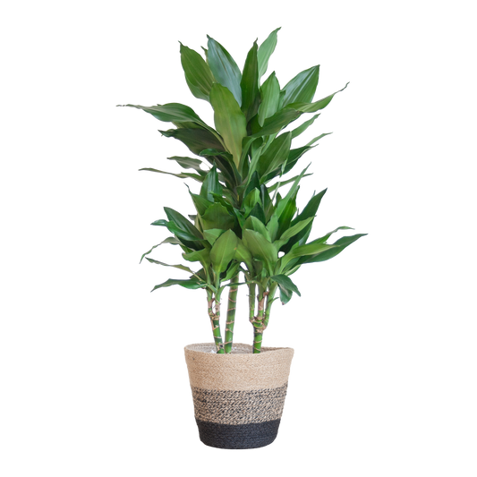 Dracaena  Janet Lindt mit Pflanzkorb Lissabon Schwarz - 95cm - Ø21