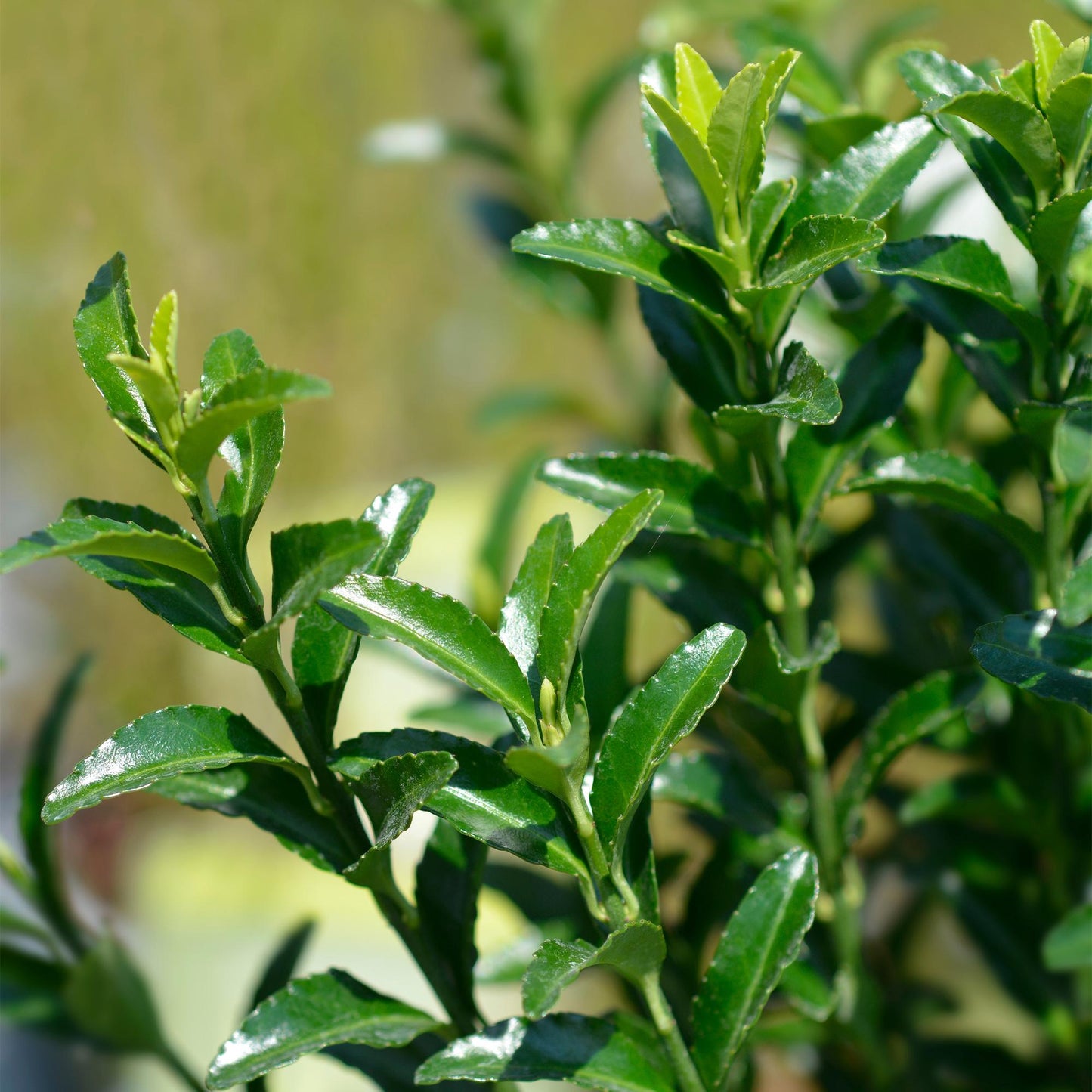 GreenboutiQ - Heckenpflanzen - Euonymus japonica Green Spire - Blatt grün - 8 Pflanzen - 1 laufender Meter - immergrün - Topf 9cm Höhe 20-25cm