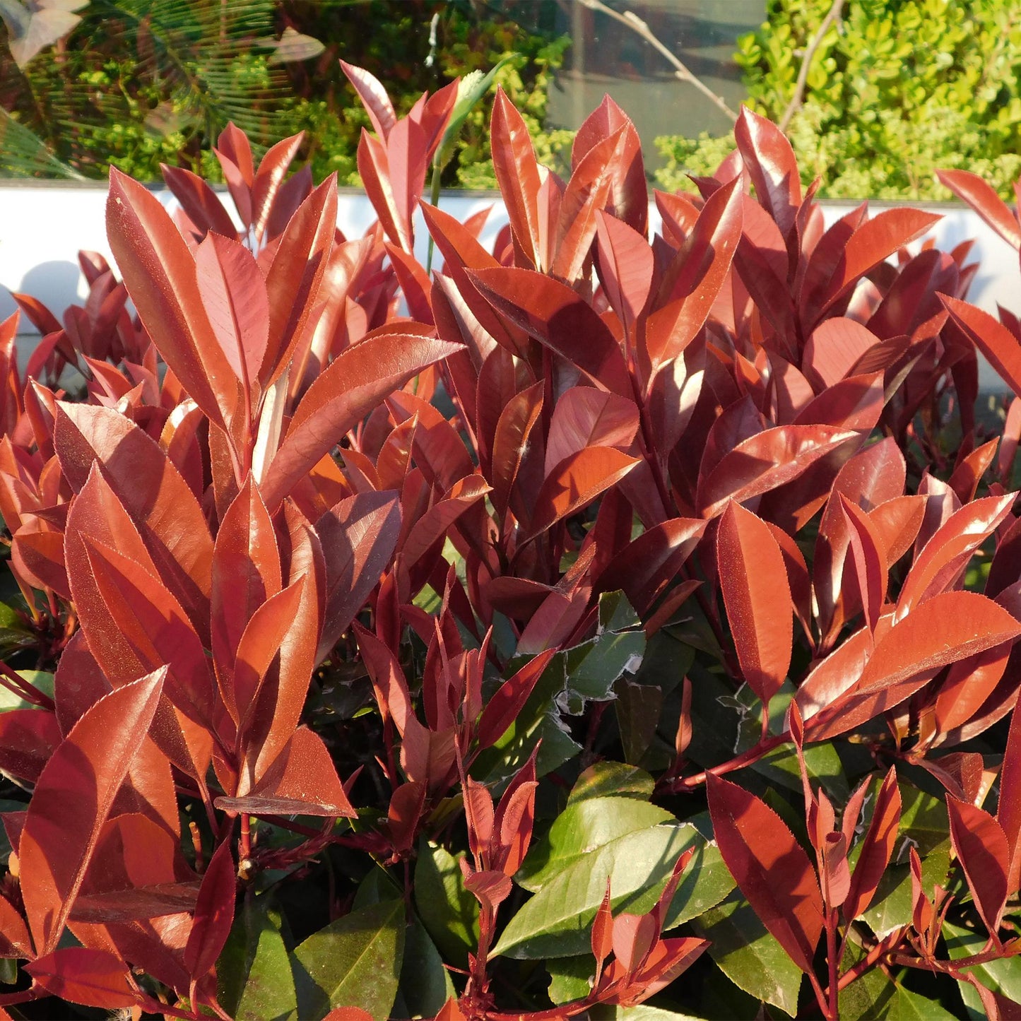 GreenboutiQ - Stamm Pflanze - Photinia fraseri Little Red Robin - Terrassenpflanze - Immergrün - Winterhart - Grün-Rotes Blatt - Topf 19cm Höhe 90cm