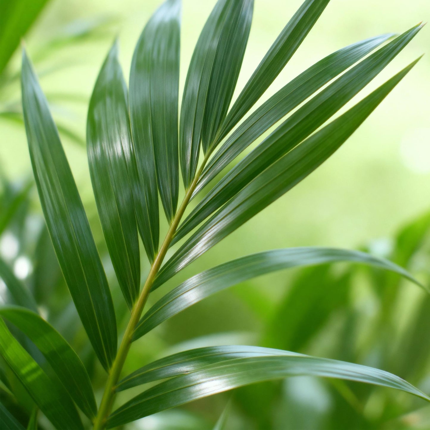 Green boutiQ - Zimmerpflanze - Howea Forsteriana - Kentia Palme - Wenig Pflege - Grün - 2 Pflanzen - Topf 19cm - Höhe 80-85cm