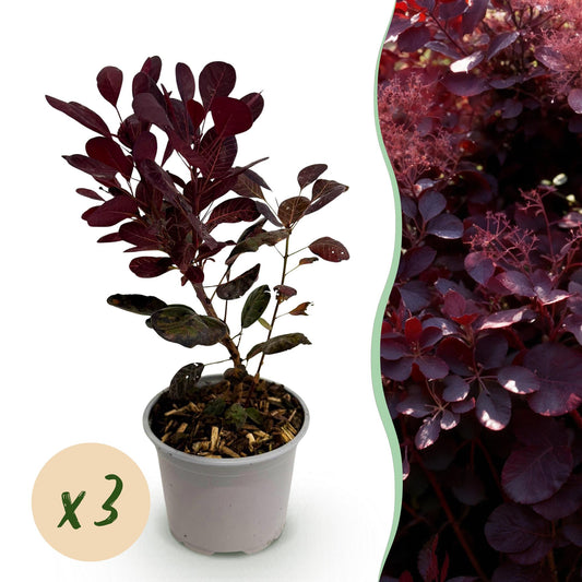 GreenboutiQ - Gartenpflanze - Cotinus coggyria Lilla - Lila 3 Pflanzen - Laubabwerfend - Pflegeleicht - Topf 12cm Höhe 35cm