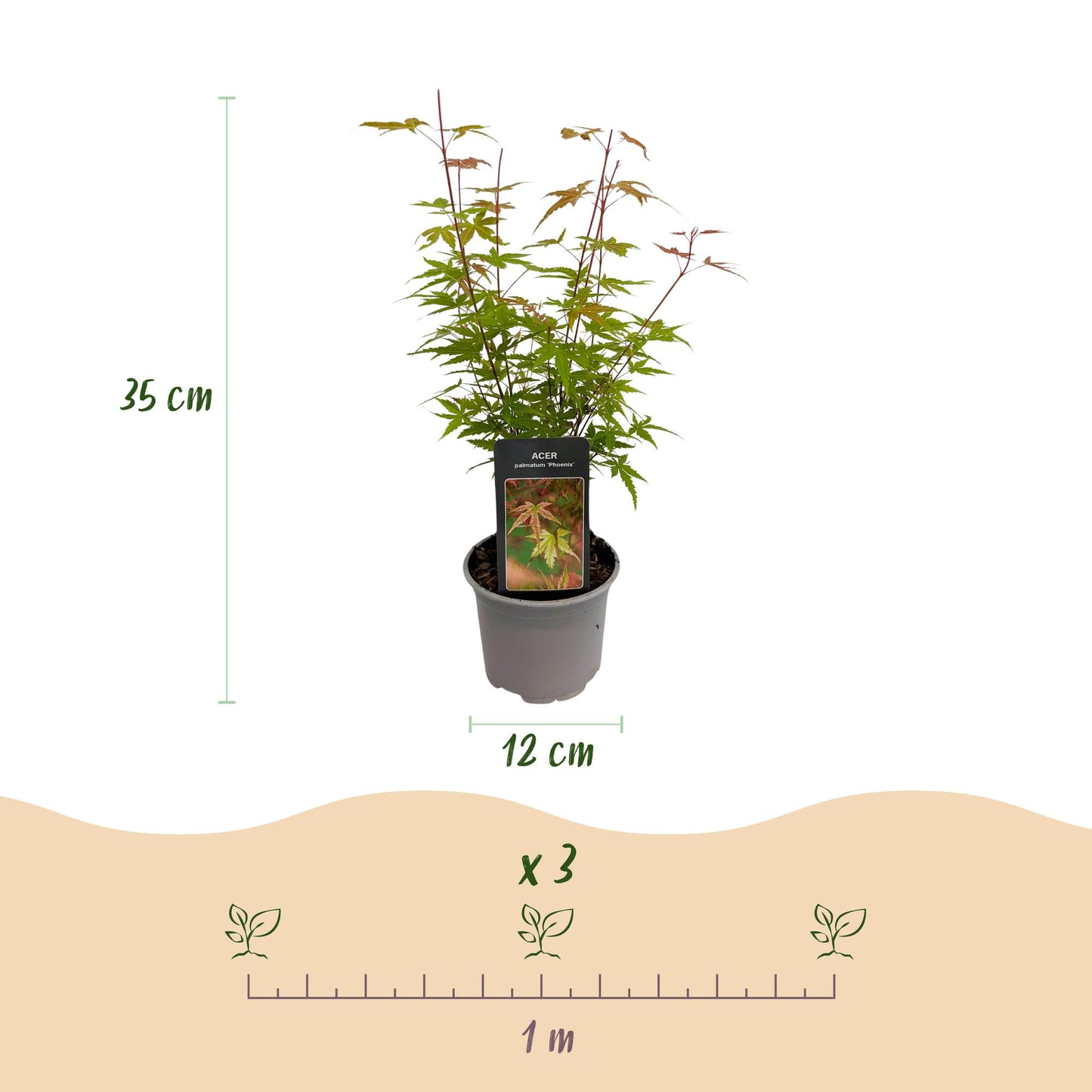 GreenboutiQ - Gartenpflanze - Acer palmatum Phoenix - Rosa - 3 Pflanzen - Laubabwerfend - Wenig Pflege - Topf 12cm Höhe 35cm