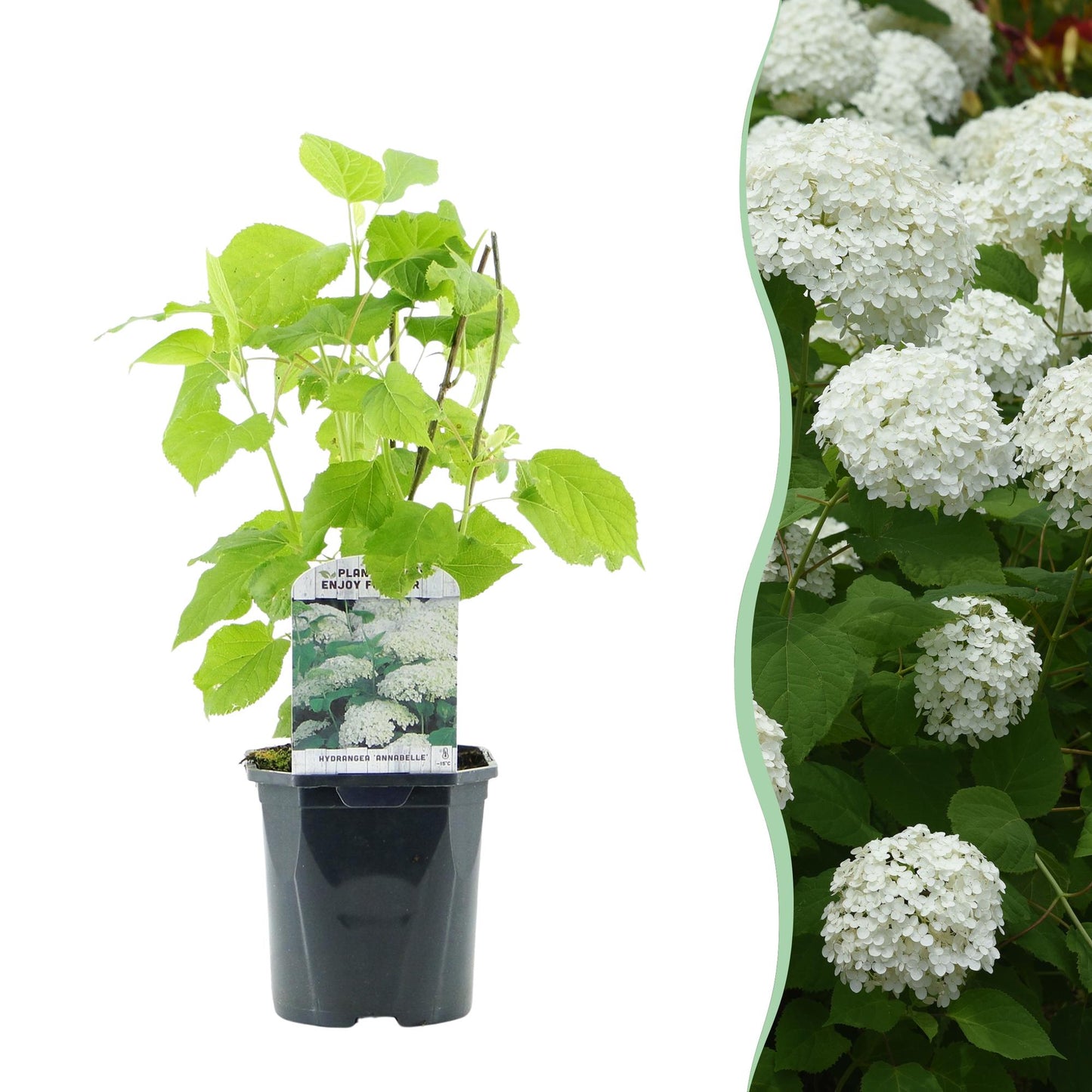 GreenboutiQ - Rispenhortensie - Hydrangea arborescens Annabelle - Blüte Weiß - 1 Pflanze - Laubabwerfend - Große Blüten - Topf 17cm Höhe 50cm
