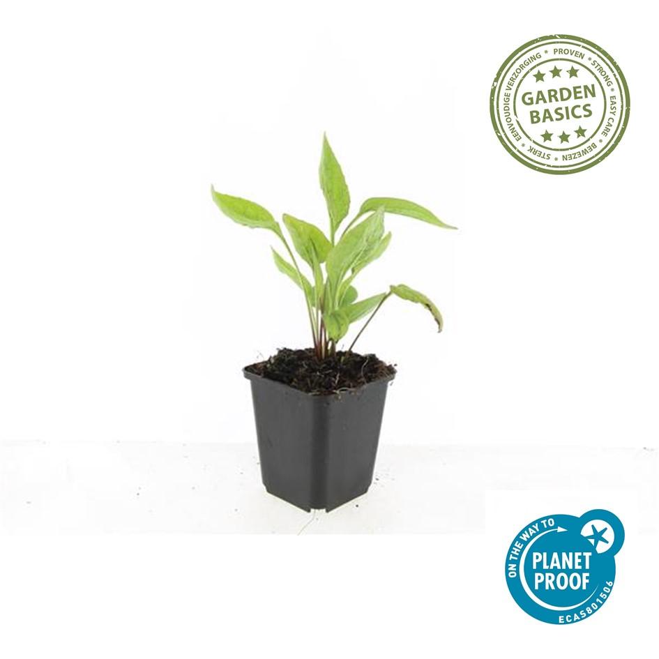 20x Echinacea p. 'White Swan' - ↕10-25cm - Ø9cm