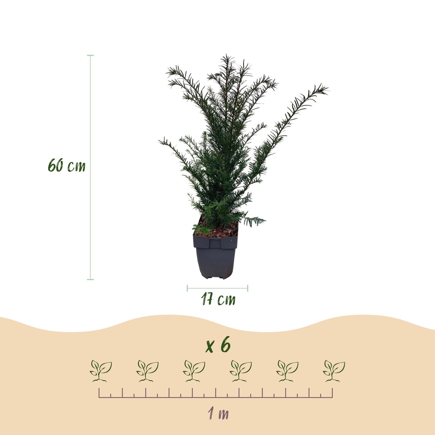 GreenboutiQ - Heckenpflanzen - Taxus baccata - Blatt grün - 6 Pflanzen - 1 laufender Meter - immergrün - Topf 17cm Höhe 60cm