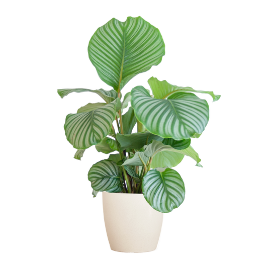 Calathea Orbifolia  mit Viber Weiß  - 65cm - Ø21