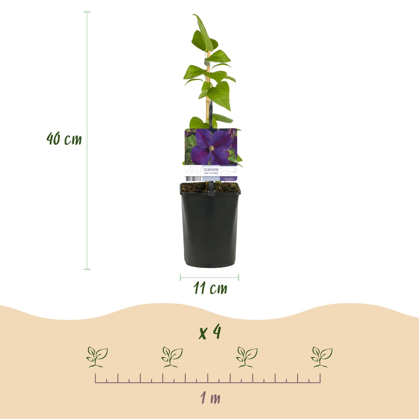 GreenboutiQ - Kletterpflanze - Clematis Star of India - Blüte Rosa - Pflegeleicht - 2 Pflanzen - Topf 11cm Höhe 40cm