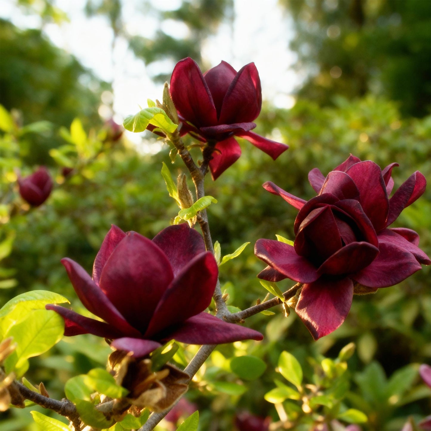 GreenboutiQ - Gartenpflanze - Magnolia Genie - Blüte Lila - 1 Pflanze - Laubabwerfend - Wenig Pflege - Topf 12cm Höhe 30cm