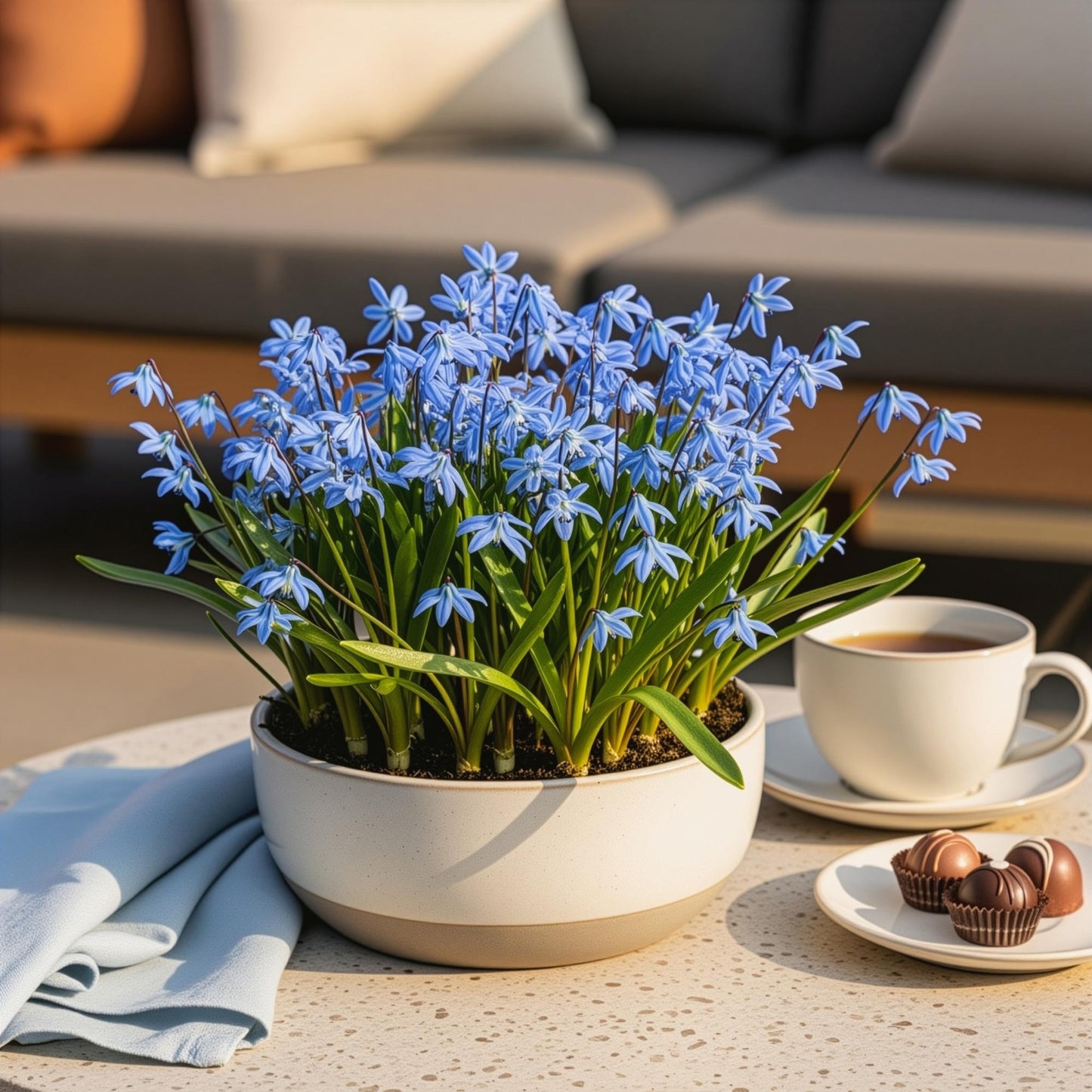 GreenboutiQ - Blumenzwiebeln - Scilla Siberica - Farbe Lila - 50 Stück - Zwiebelgröße 7/8 - XXL Pack