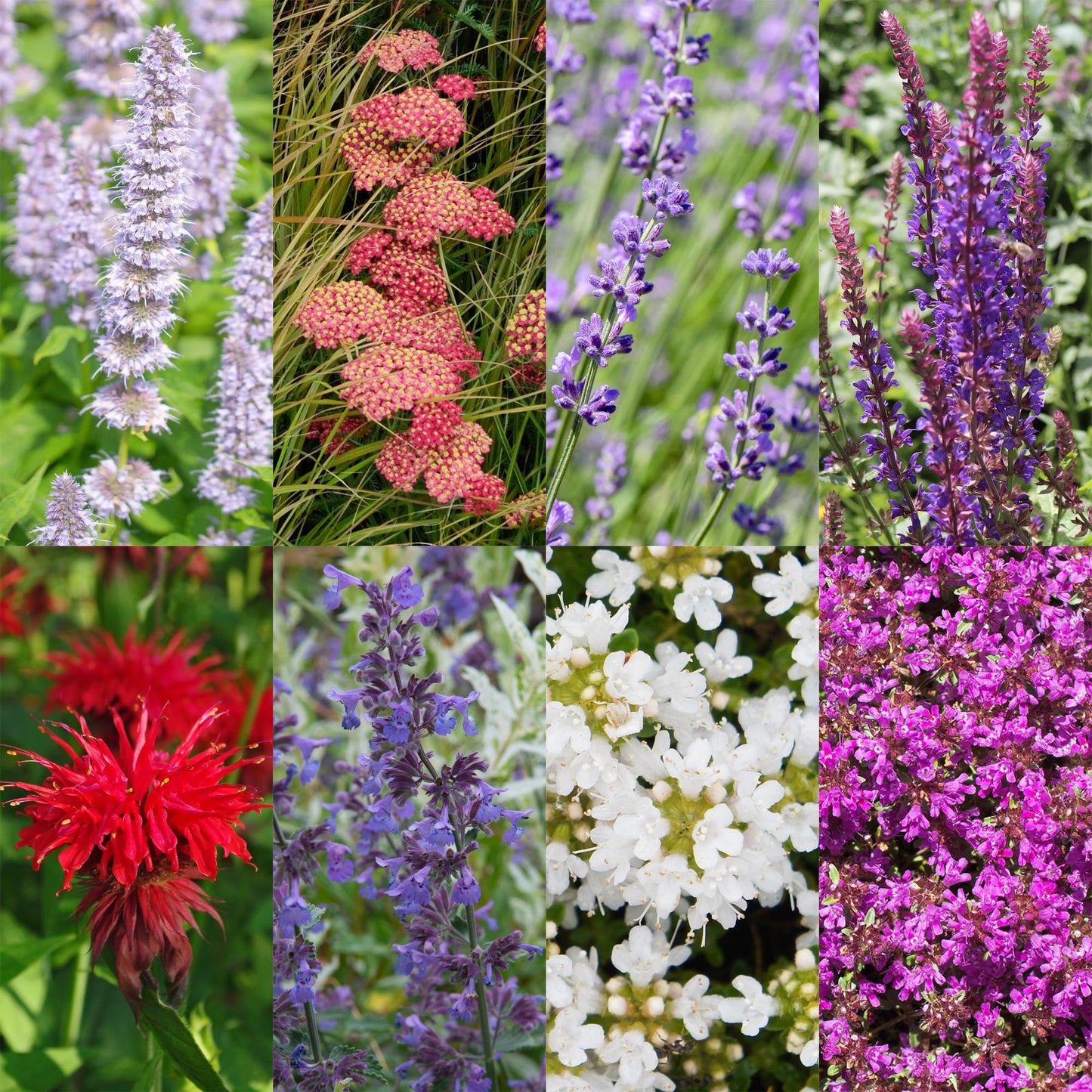 GreenboutiQ - Staudenpaket - Duftend - 24 Stauden - Für 3 m2 - Verschiedene Farben - Wenig Pflege - Topf 11cm