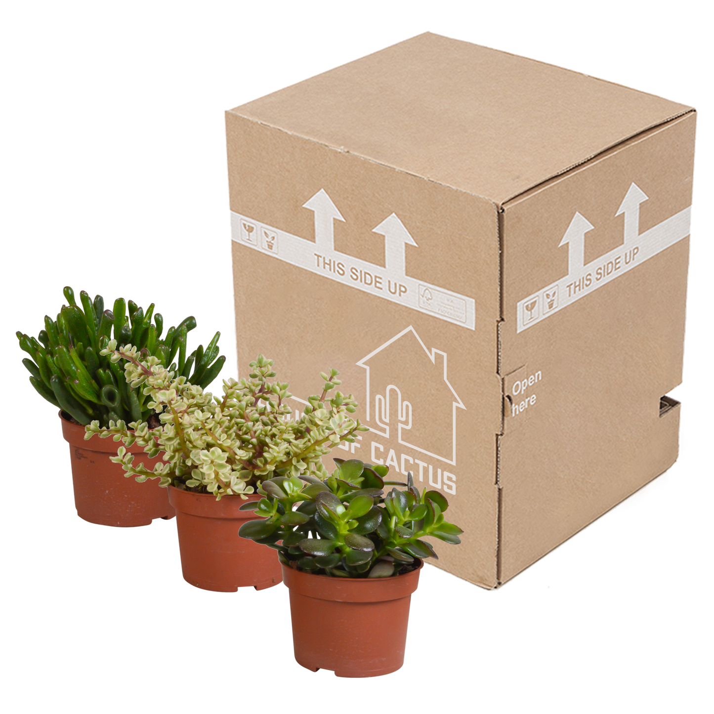 Crassula-Mischung 10,5 cm - 3x - zonder pot