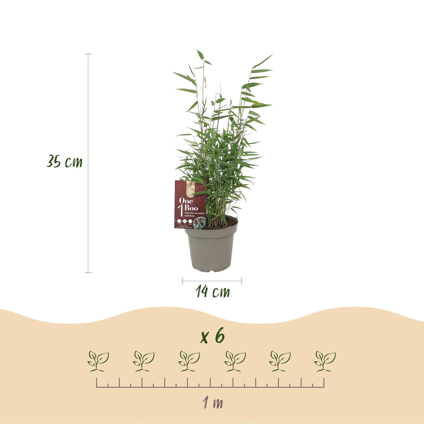 GreenboutiQ - Bambus - Fargesia Red Dragon - Grün - 4 Pflanzen - Immergrün - Nicht Ausbreitend - Topf 14cm Höhe 35cm